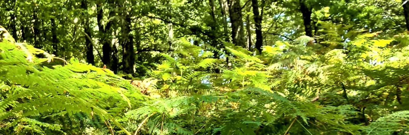 Bosco di Malabotta