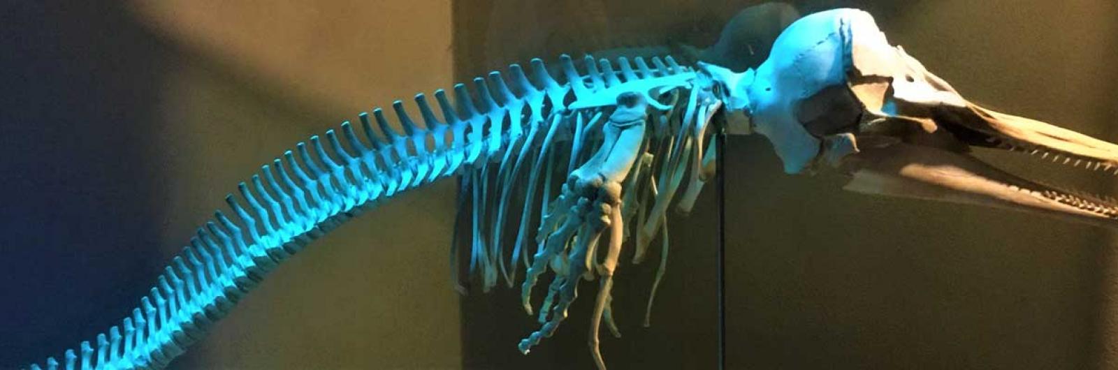 La fauna marina dello Stretto e le migrazioni