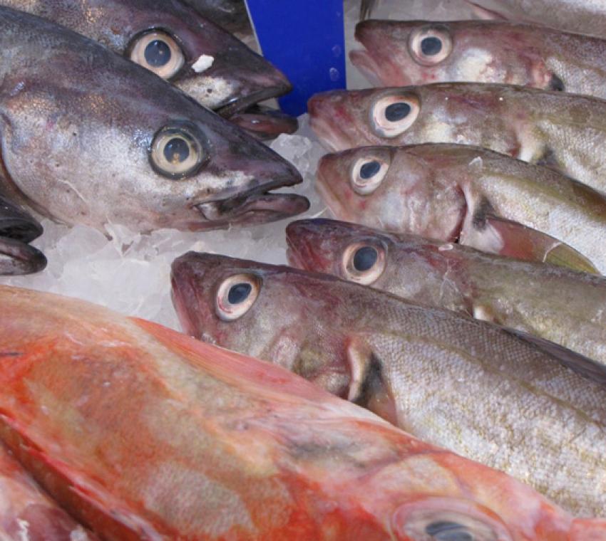 Sagre imperdibili 