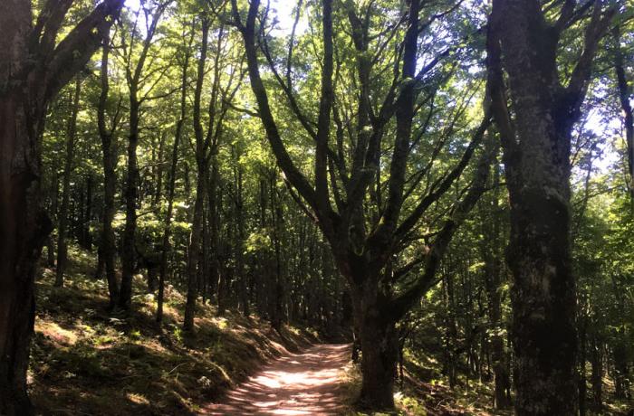 Bosco di Malabotta