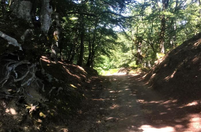 Bosco di Malabotta