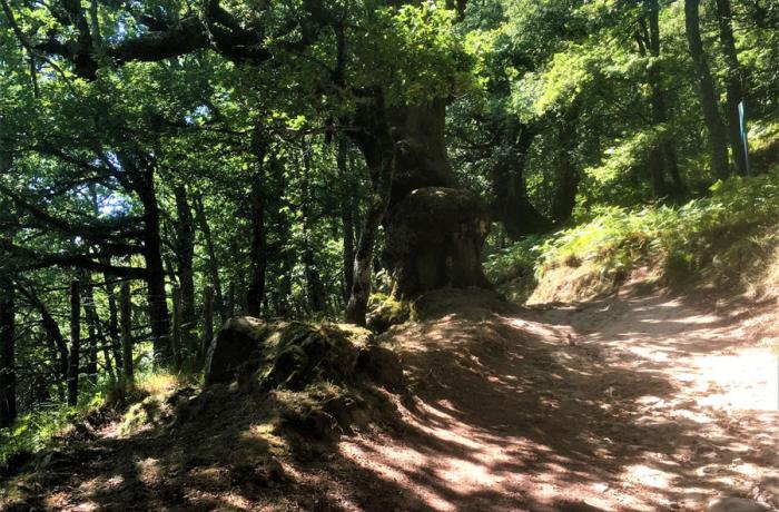 Bosco di Malabotta