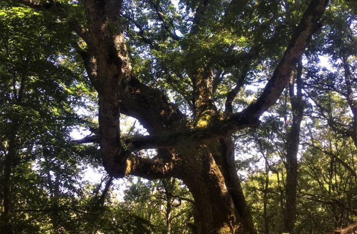 Bosco di Malabotta