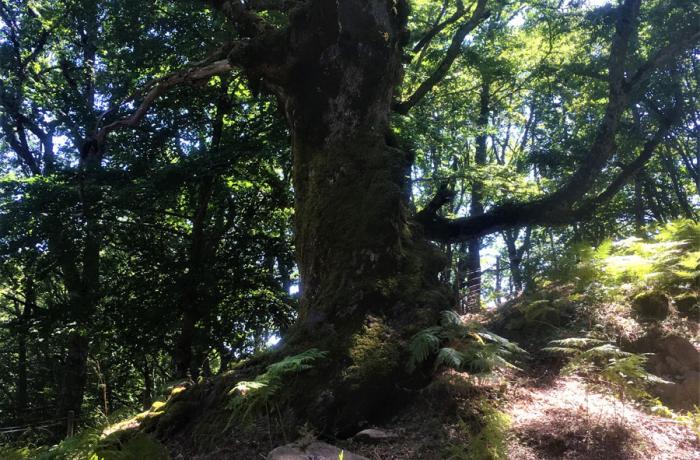 Bosco di Malabotta
