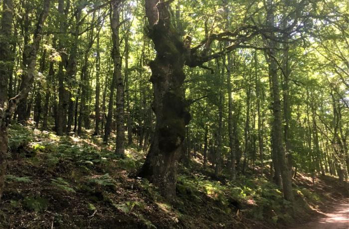 Bosco di Malabotta
