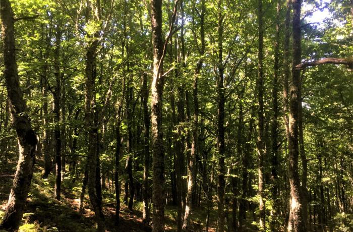 Bosco di Malabotta