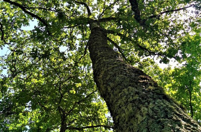 Bosco di Malabotta
