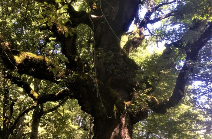 Bosco di Malabotta