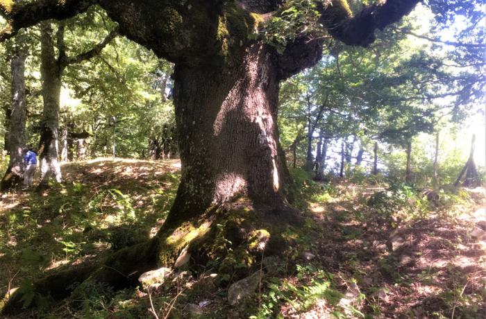 Bosco di Malabotta