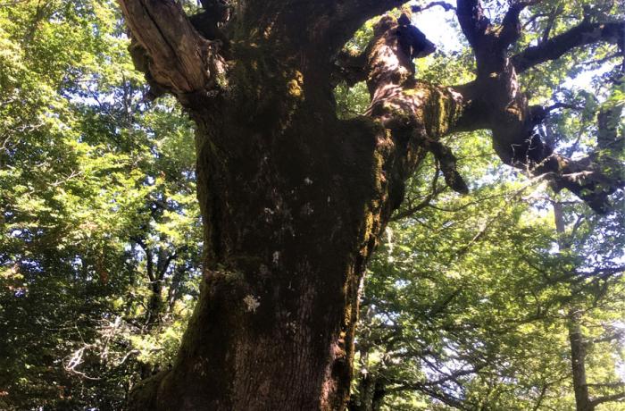 Bosco di Malabotta