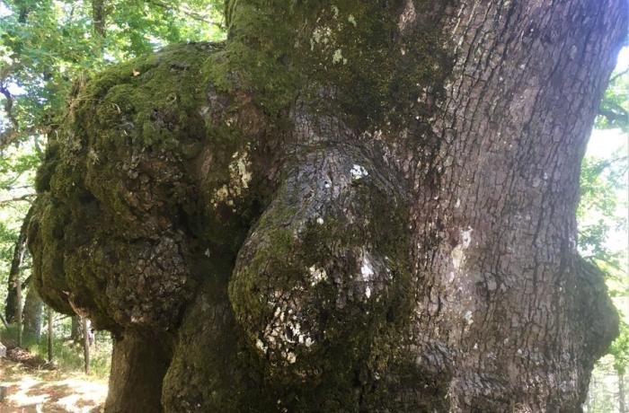 Bosco di Malabotta