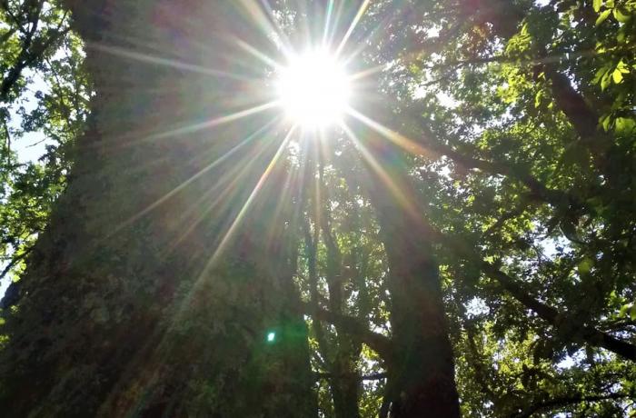 Bosco di Malabotta