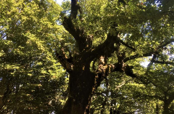 Bosco di Malabotta