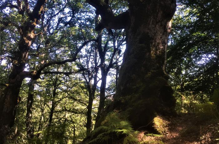 Bosco di Malabotta