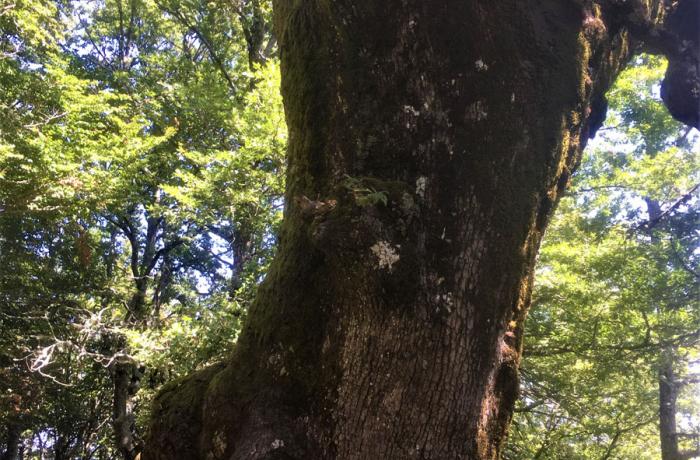 Bosco di Malabotta