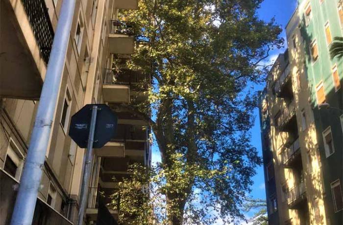 L’Albero di Garibaldi - Messina