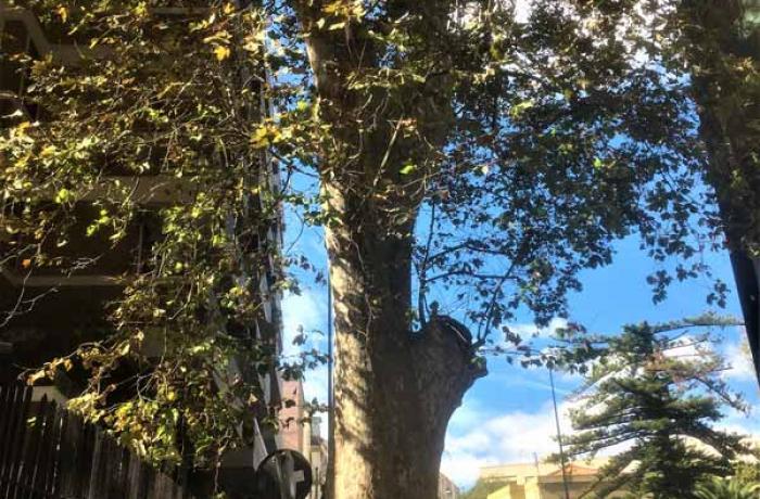 L’Albero di Garibaldi - Messina