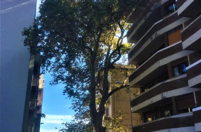 L’Albero di Garibaldi - Messina