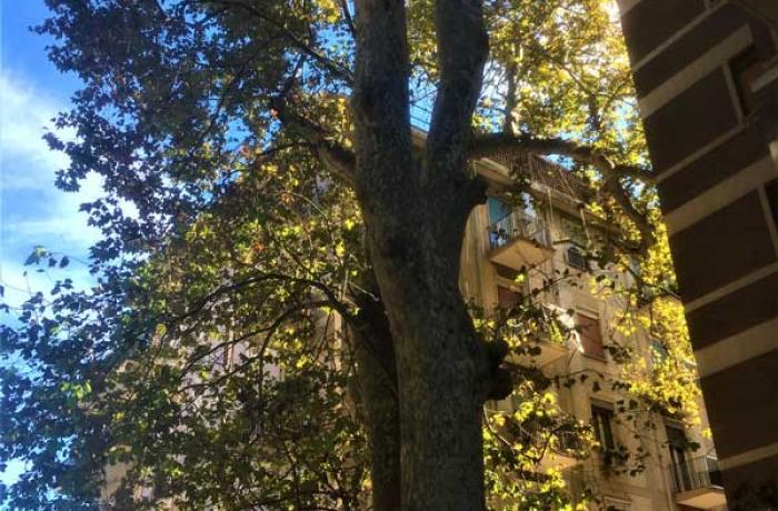 L’Albero di Garibaldi - Messina