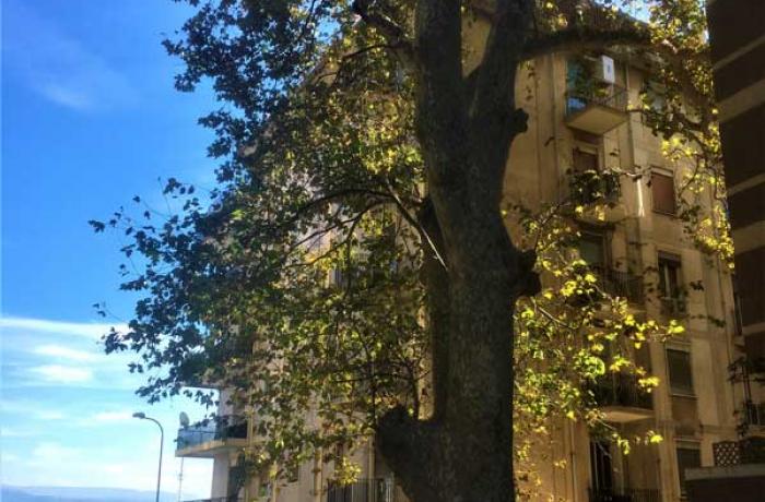L’Albero di Garibaldi - Messina