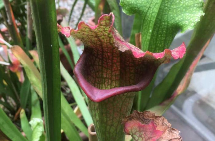 Orto botanico Messina