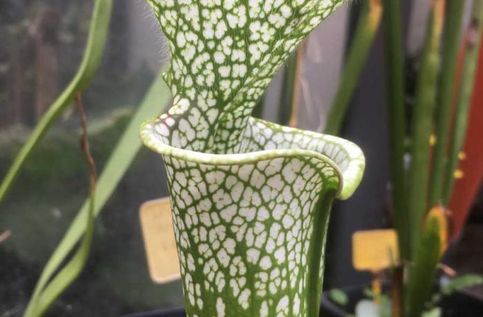 Orto botanico Messina
