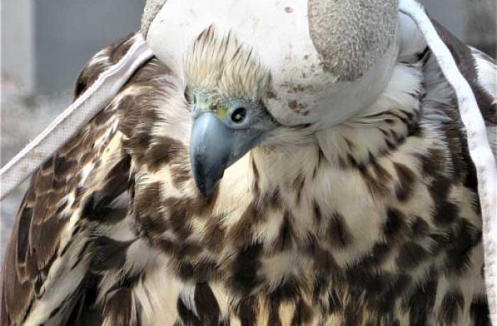 Feste Aragonesi a Montalbano Elicona 