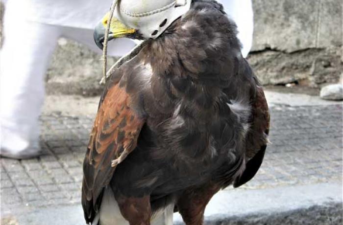 Feste Aragonesi a Montalbano Elicona 