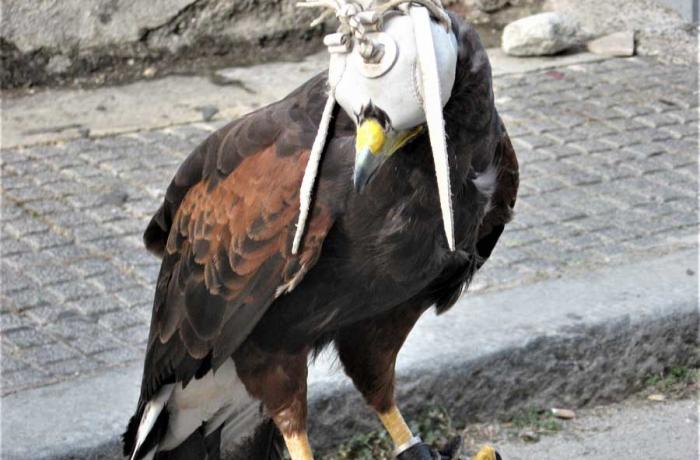 Feste Aragonesi a Montalbano Elicona 