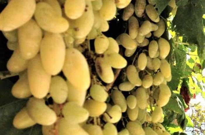 Vendemmia di sole - Messina
