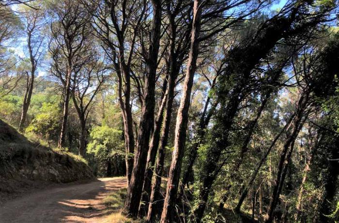 Colli Sarrizzo