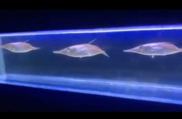 La fauna marina dello Stretto e le migrazioni
