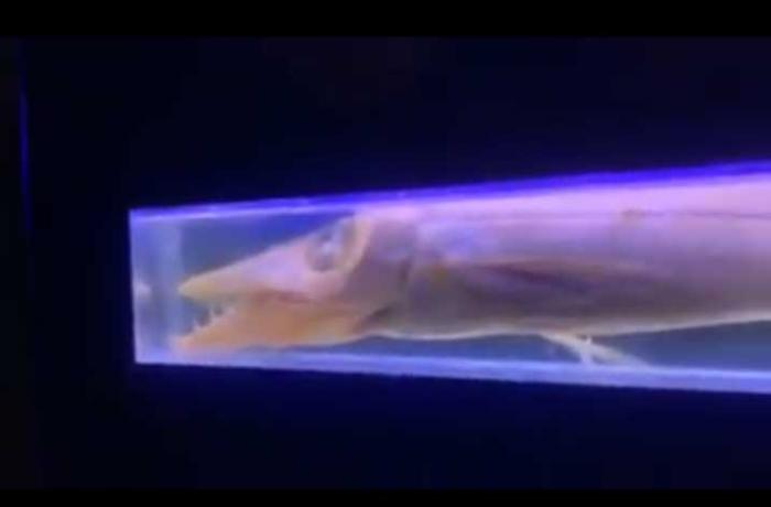 La fauna marina dello Stretto e le migrazioni