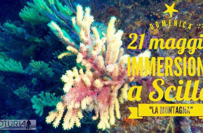 Immersioni Messina