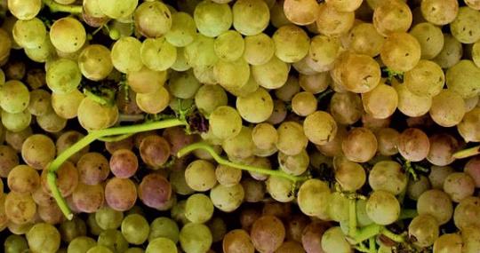 Vendemmia di sole - Messina
